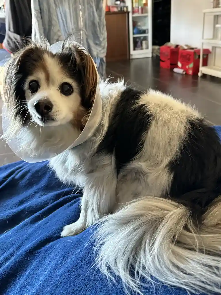 A small, fluffy dog with black, white, and tan fur sits on a blue blanket indoors, wearing a clear plastic cone collar. The…
