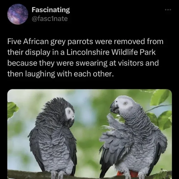 The image shows two African grey parrots perched on a branch against a blurred green background. The overlaid text states…