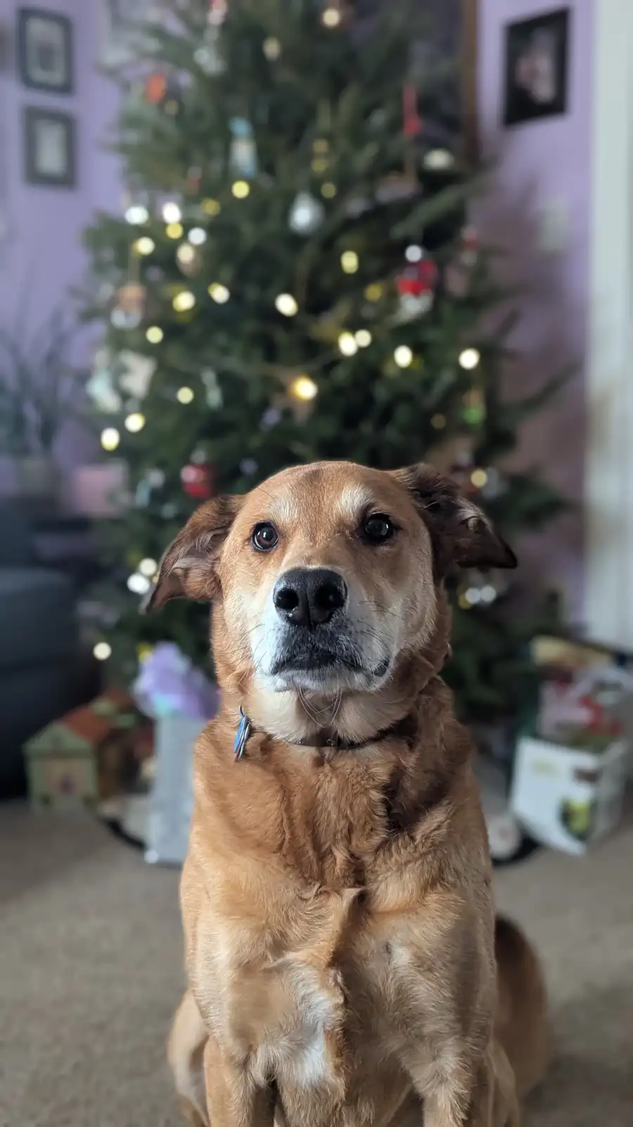 A brown dog with floppy ears sits upright in front of a decorated Christmas tree with lights and ornaments, looking directly…