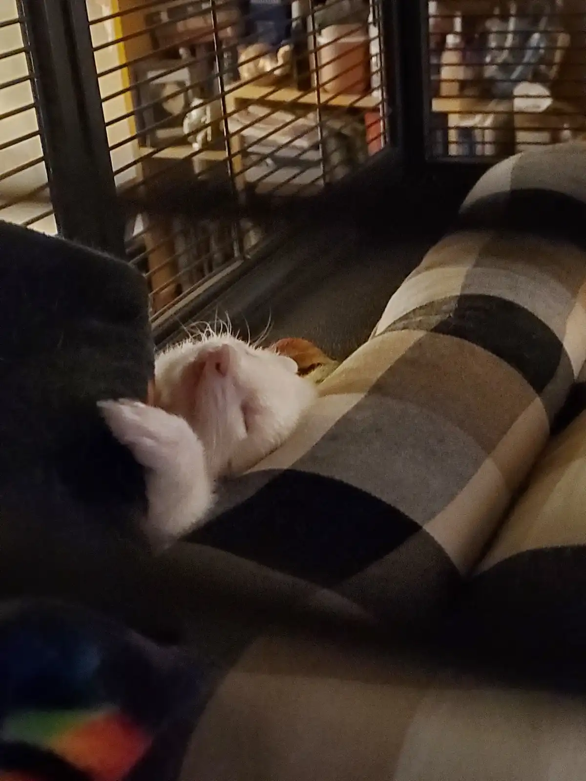 A white cat with a pink nose is sleeping soundly on a black, gray, and beige striped blanket, its head resting near a dark…