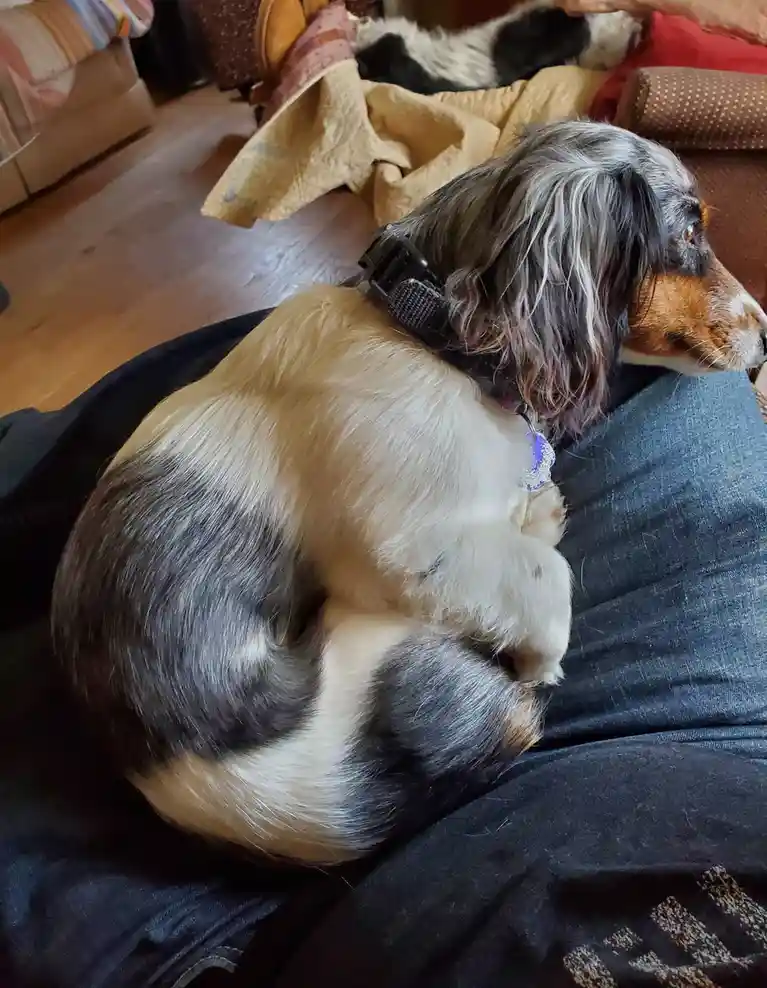 A tri-color dog with long, wavy fur is curled up in a tight ball on someone's lap, appearing to be resting or sleeping. The…