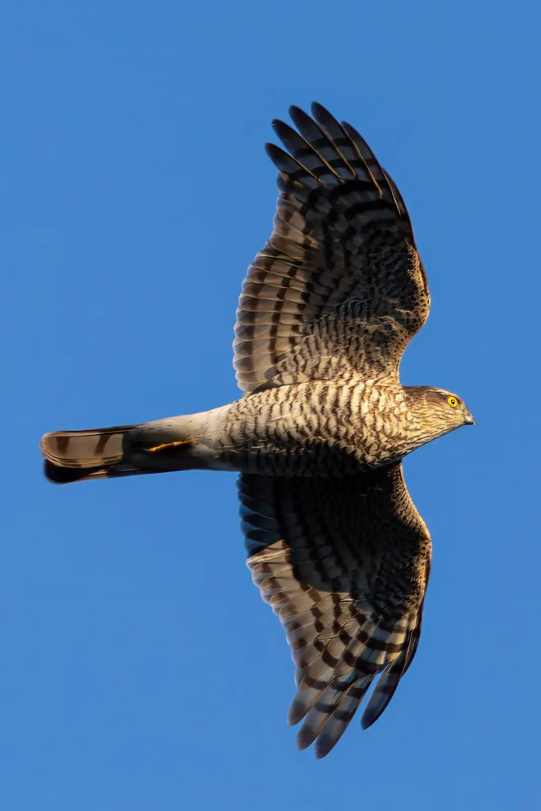 Meet the Majestic Eurasian Sparrowhawk