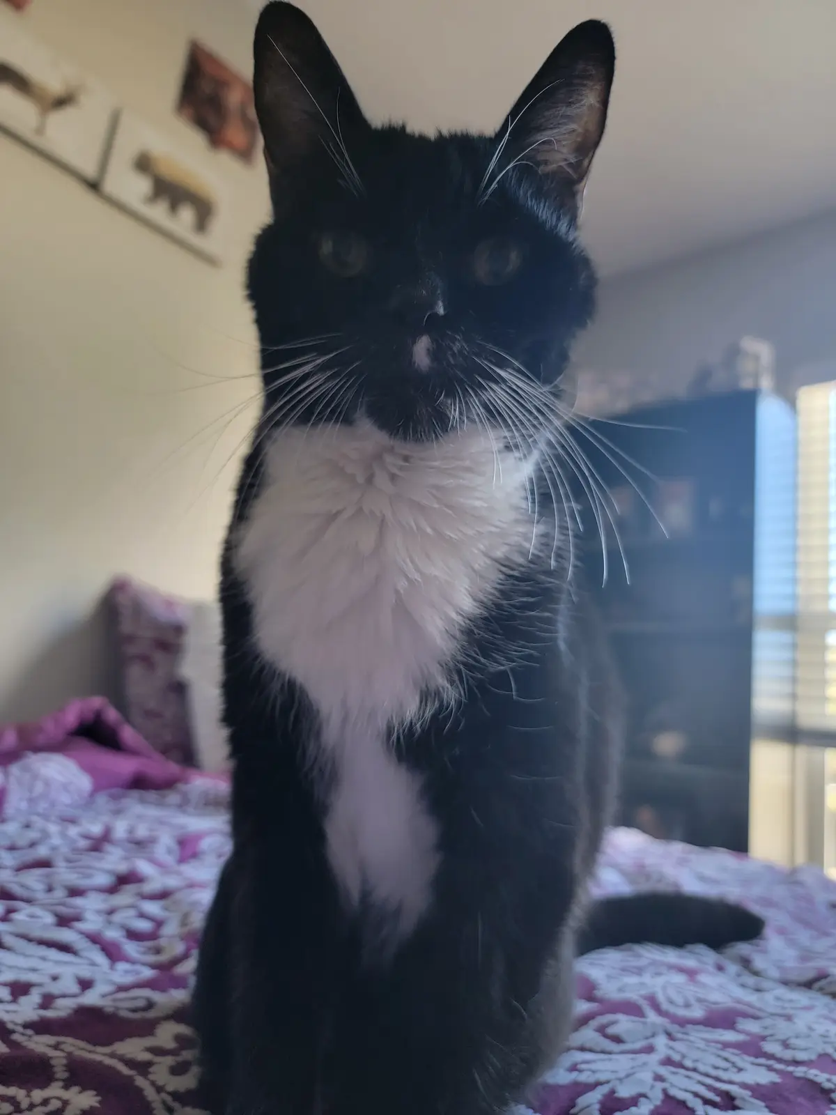 A black-and-white cat with a prominent white chest sits upright on a purple and white patterned bedspread, looking directly…