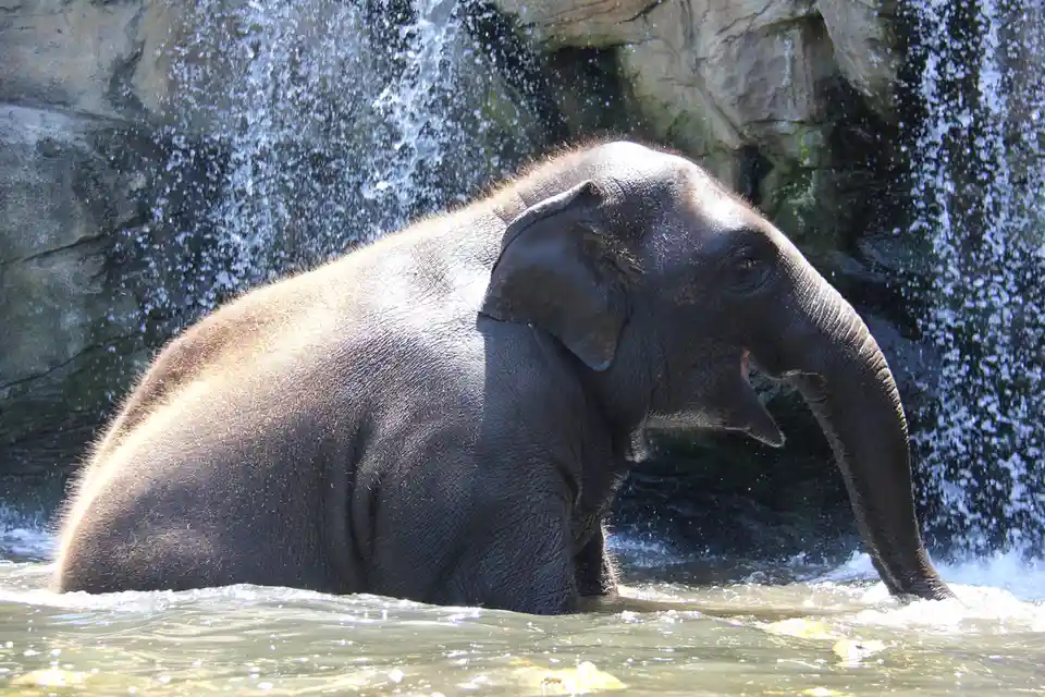 An elephant stands in water with a waterfall behind it, its trunk curled and mouth slightly open, as if relaxing. The…