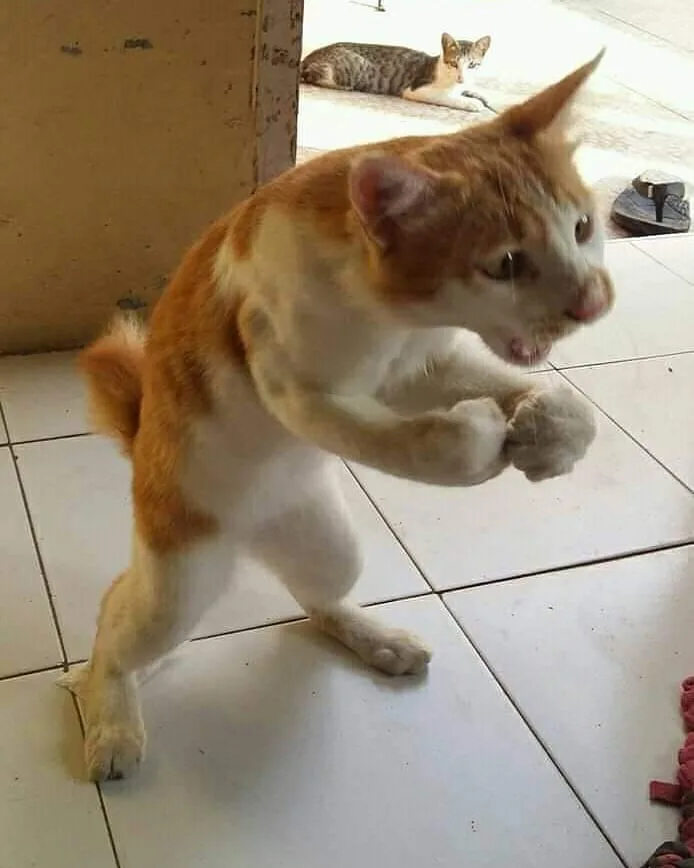 A ginger and white cat stands on its hind legs in a boxing stance with paws raised, looking intense. In the background…
