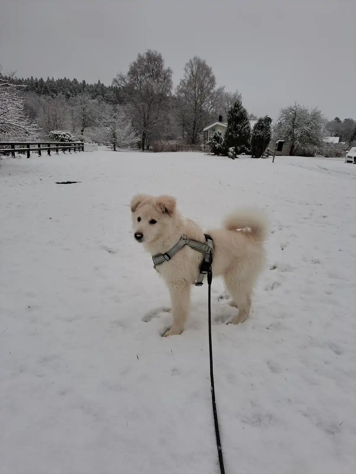 A fluffy white dog wearing a harness and leash stands in a snowy yard, looking slightly to the side. The background shows…