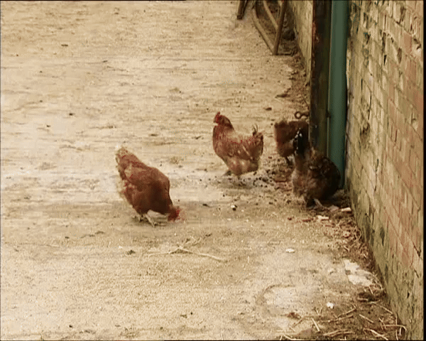 A man in a flat cap and jacket stands in a dirt alley between barns, gesturing at chickens. He first points out a chicken…