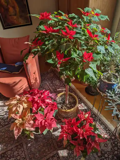 Behold My Magnificent Poinsettia: Thriving for Five Years and Blooming Again!