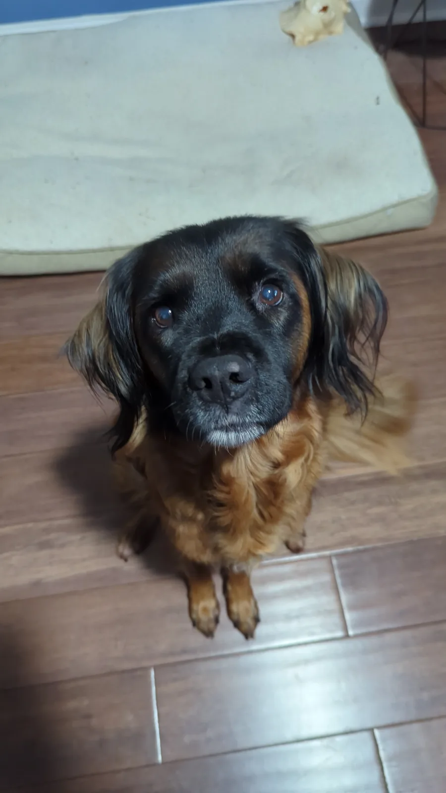 Can I Please Have a Treat? The Plea of a Hungry Pet