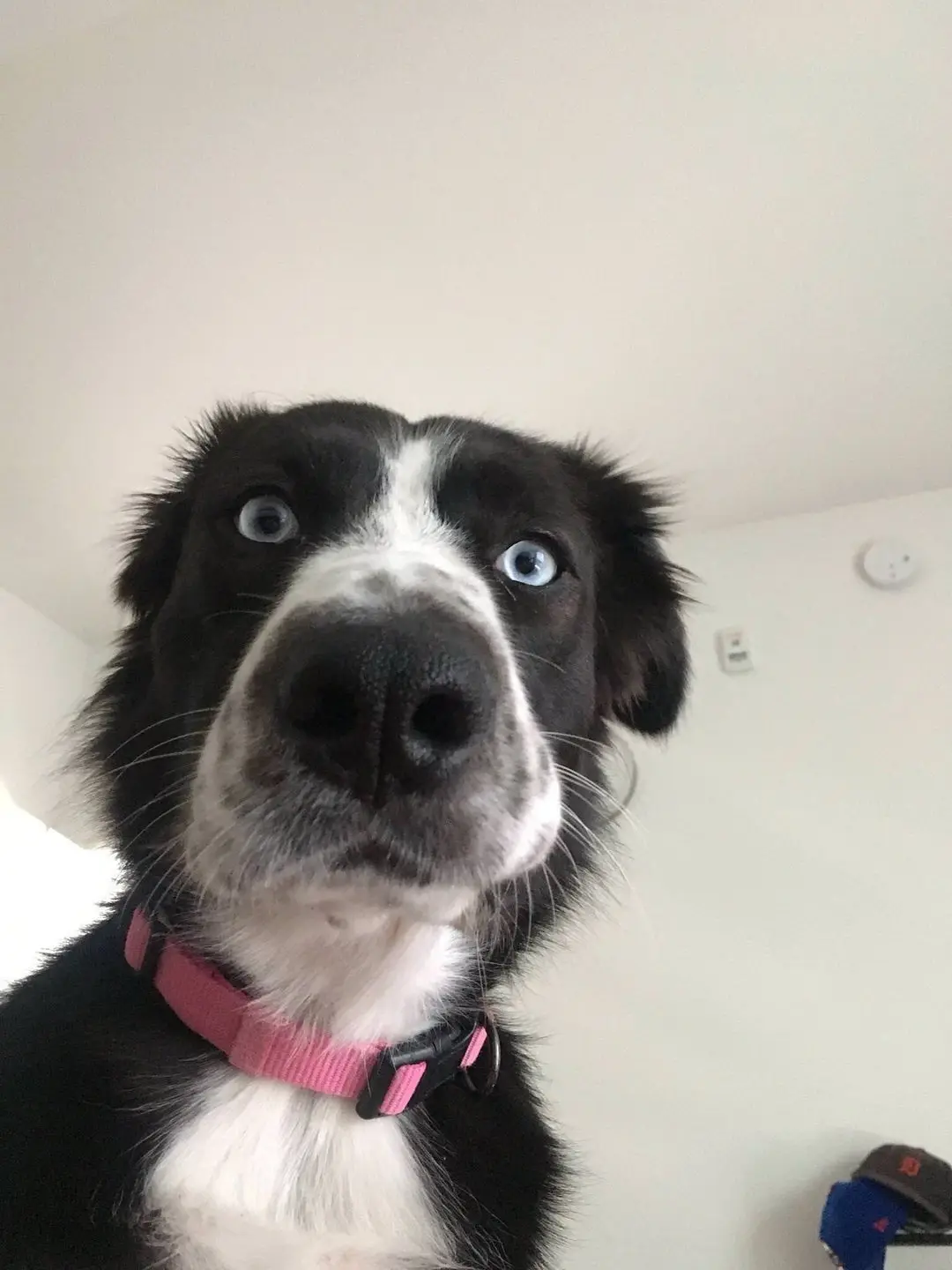 A close-up photo of a black and white dog with striking blue eyes looking directly at the camera, wearing a pink collar. The…