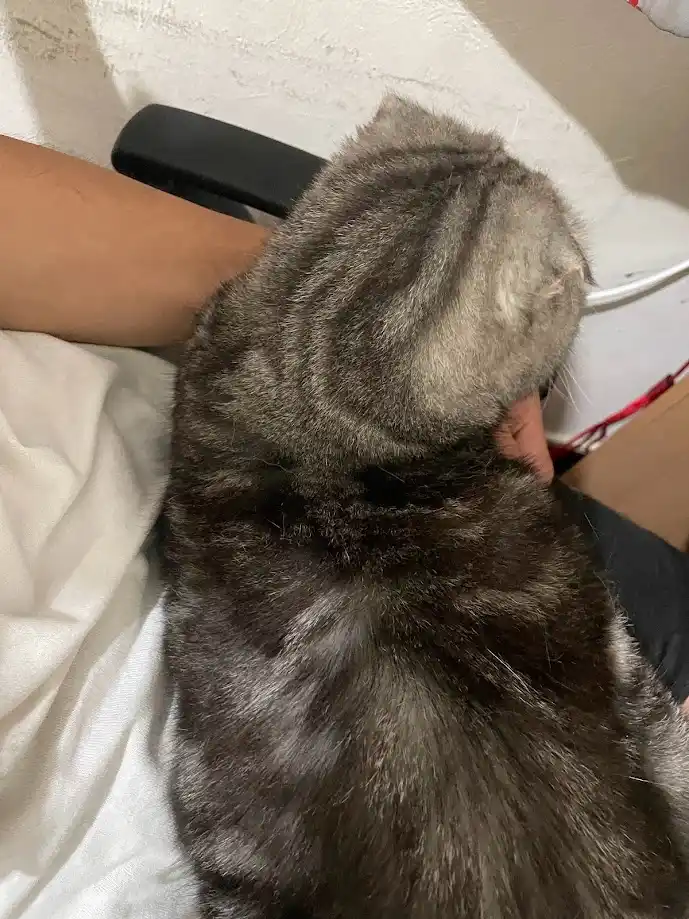 A gray tabby cat is seen from behind, curled up and resting its head on a person's arm while sitting on their lap. The…