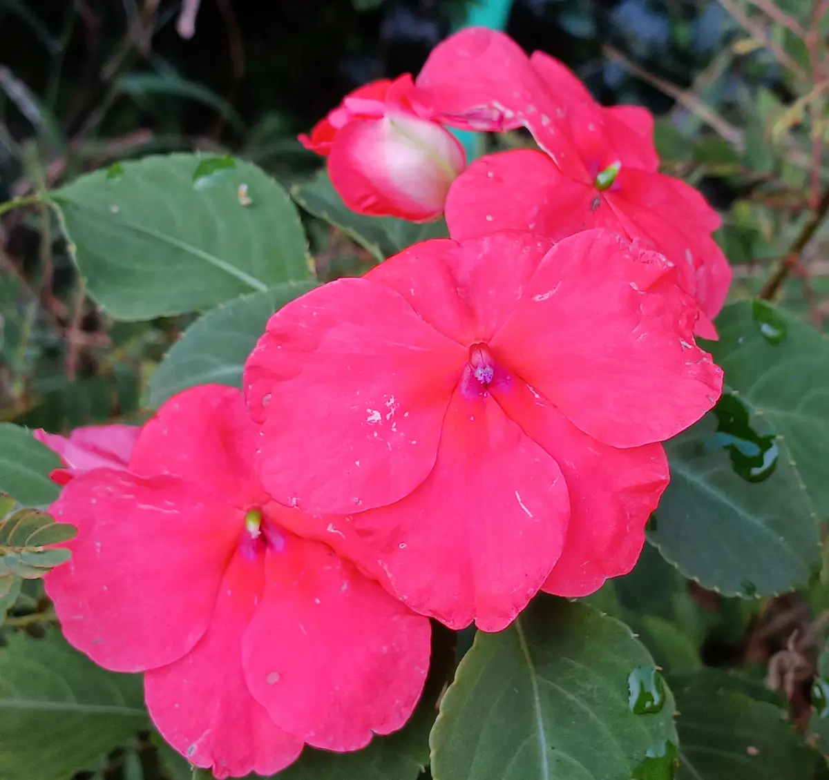 A close-up photo shows several vibrant pink flowers with green leaves in the background. One flower is partially open, while…