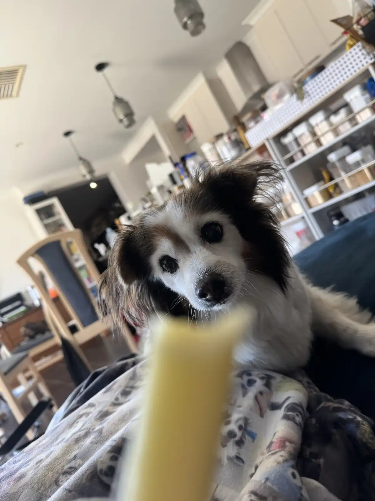 A close-up photo shows a small, fluffy dog with brown and white fur looking intently at a yellow, cylindrical object held in…