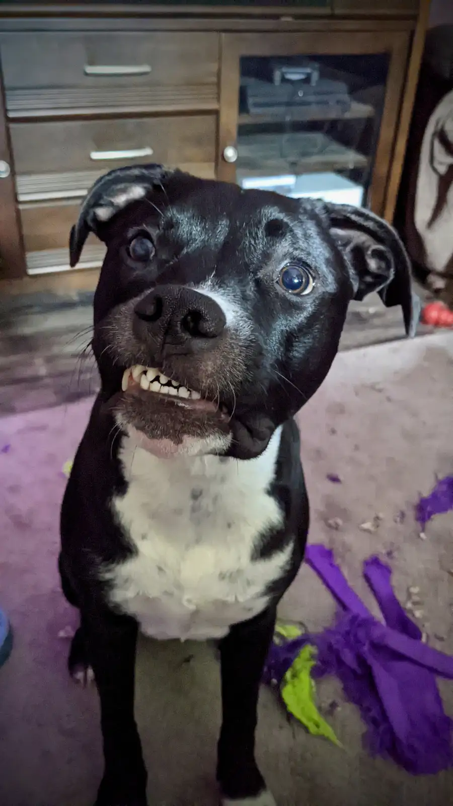 A black and white dog with a wide-eyed, slightly open-mouthed expression stares directly at the camera, appearing to be…