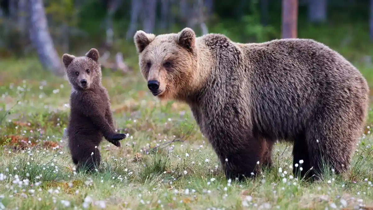 A playful brown bear cub is closely guarded by its patient mother. Female brown bears tend to their cubs for over two years…