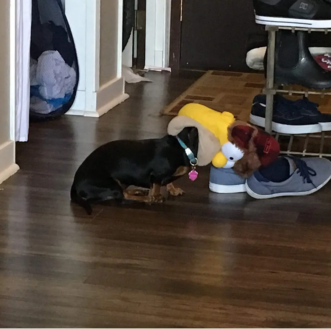 A black and tan dachshund sits on a dark wood floor next to a plush toy resembling Homer Simpson wearing a red hat…
