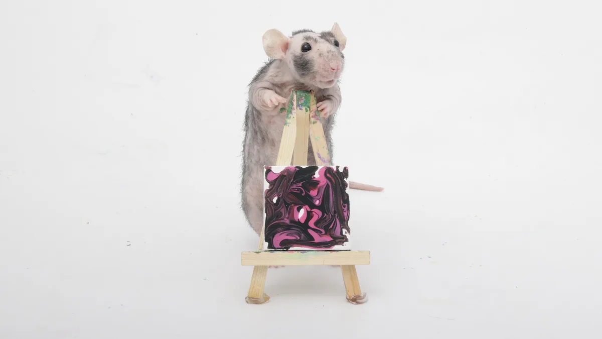 A small, hairless rat stands upright behind a miniature wooden easel, holding the easel's legs with its front paws. The…