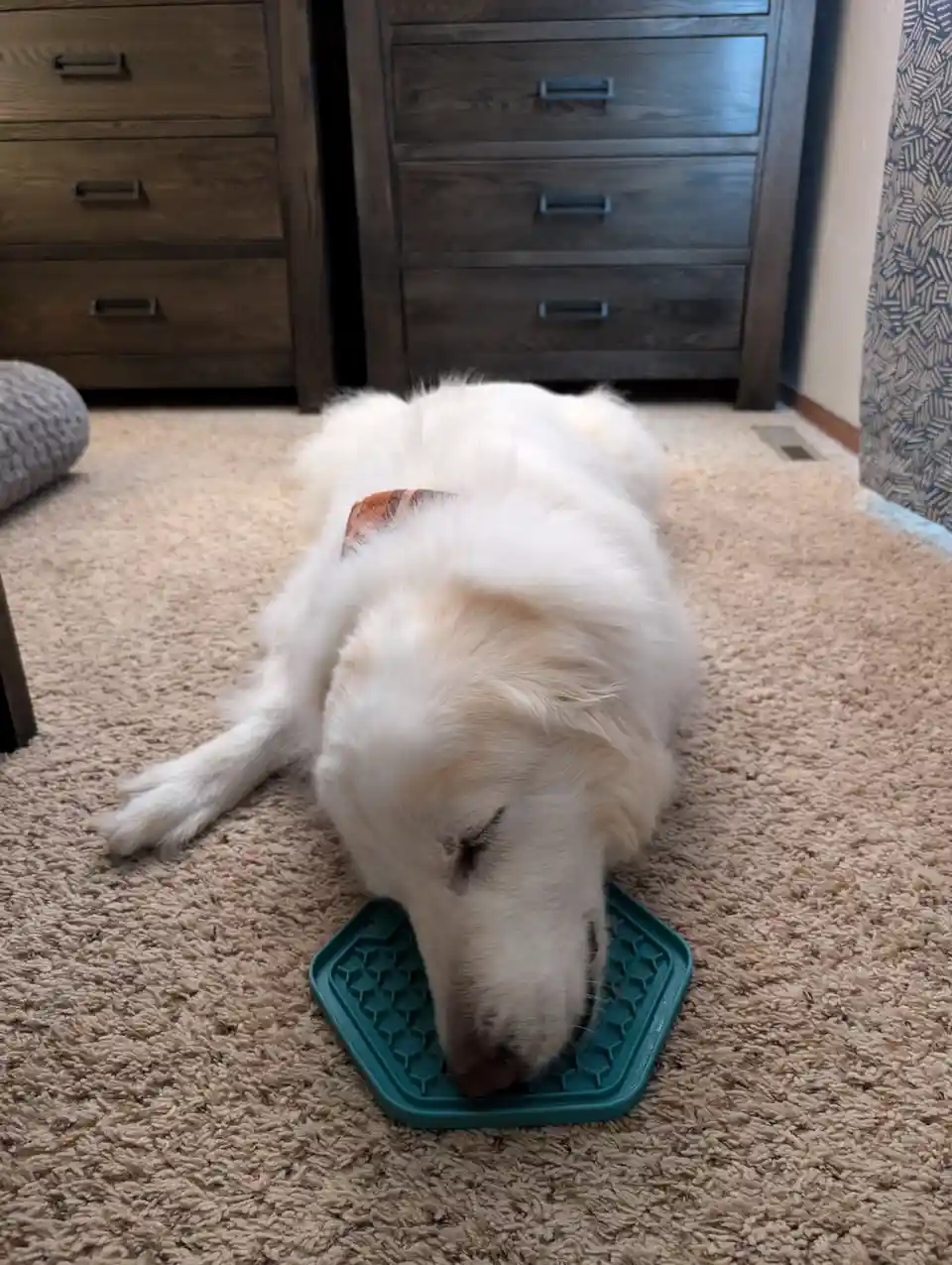 A fluffy white dog with its eyes closed is lying on a beige carpet, resting its head on a teal hexagonal dog puzzle feeder…
