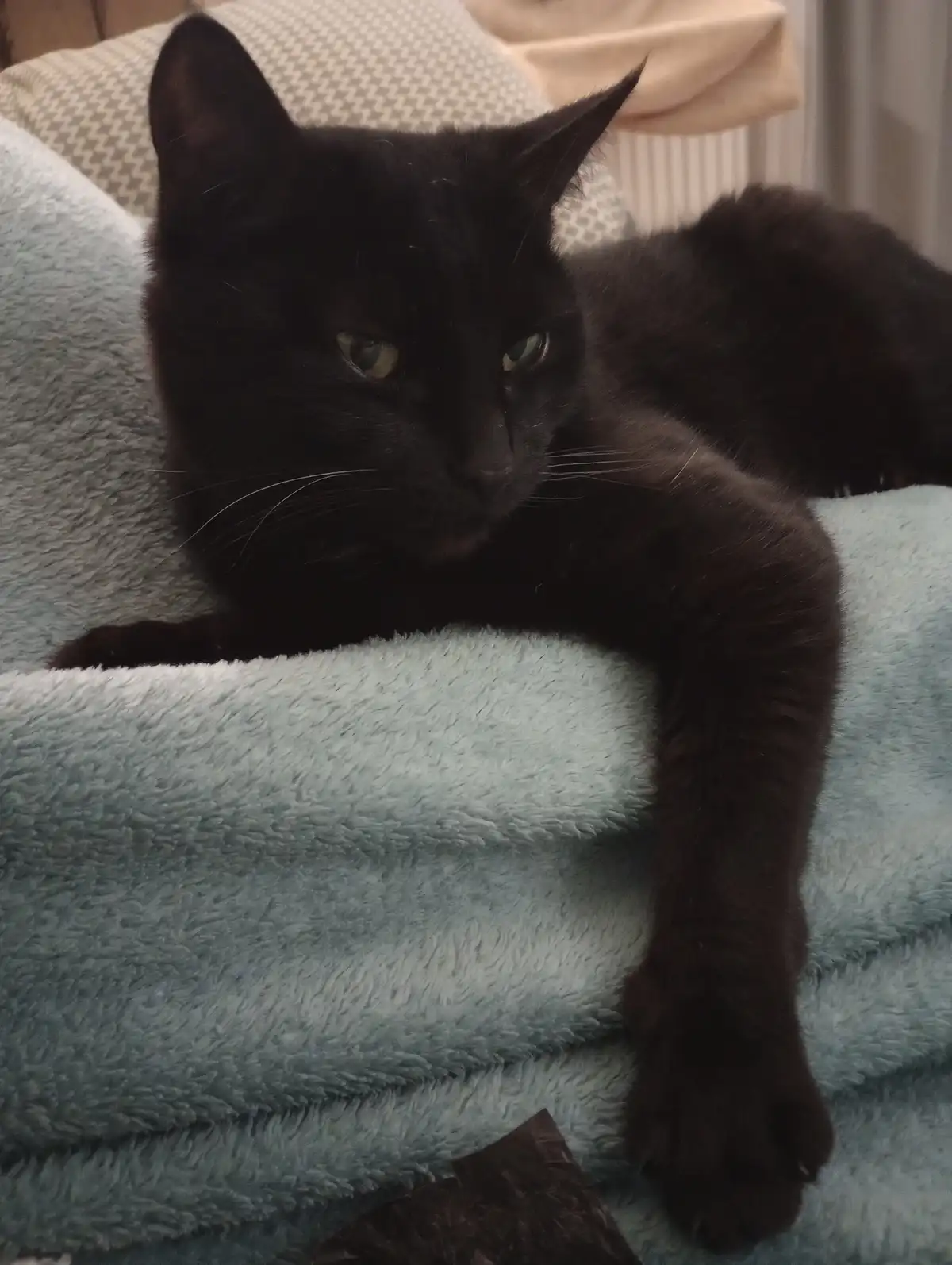 A black cat with green eyes lies on a light blue fluffy blanket, looking directly at the camera with a relaxed but slightly…