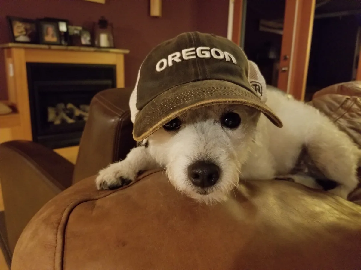 A small white dog with dark eyes and a black nose is lying on a brown leather couch, wearing a green and white baseball cap…