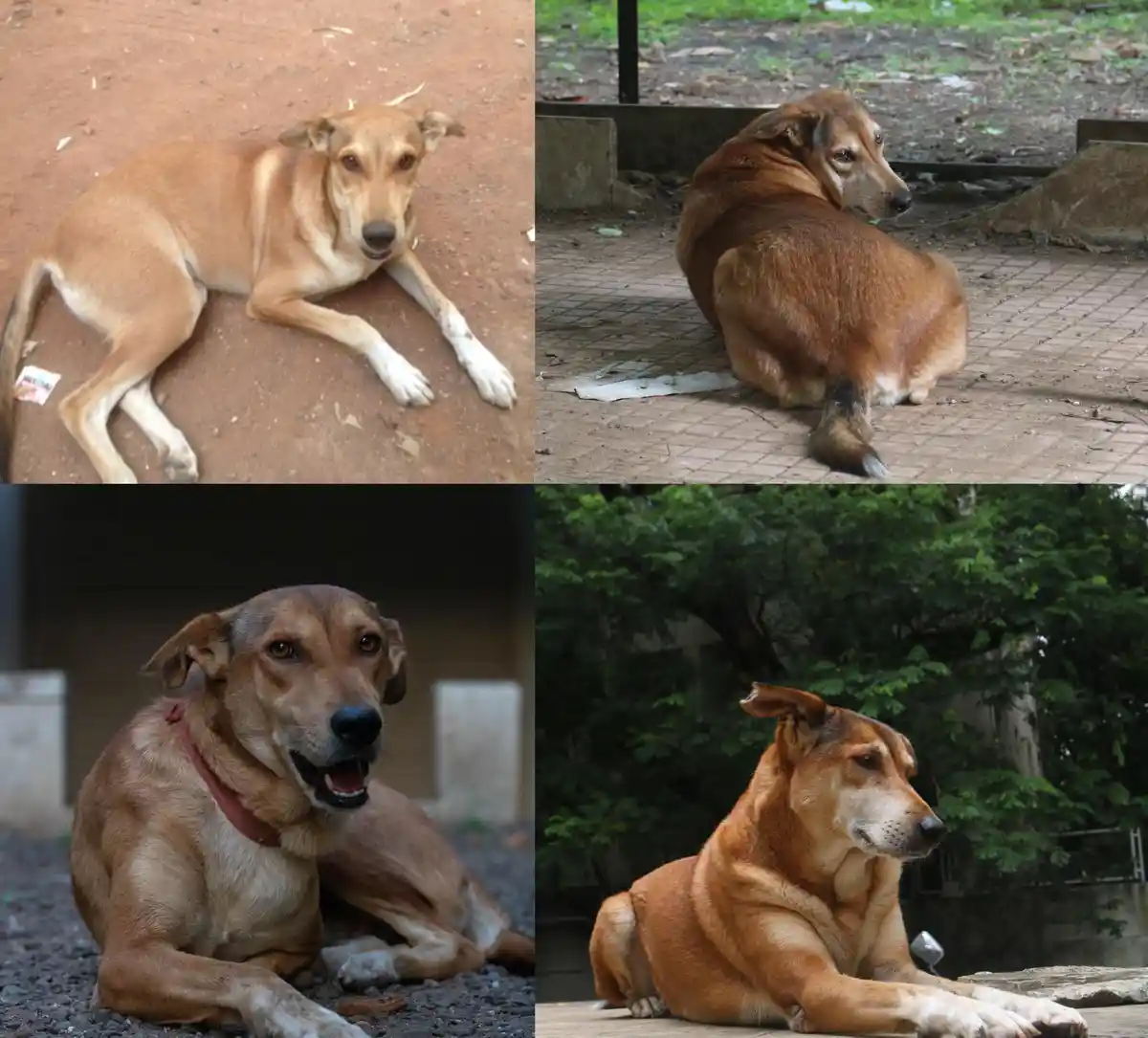 A four-panel collage shows the same tan-colored dog in different poses and settings: lying on dirt, sitting on pavement…
