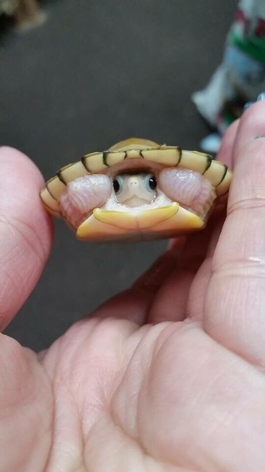 A small turtle is being held in someone's hands, peeking out from under its shell with a wide-eyed, innocent expression. The…