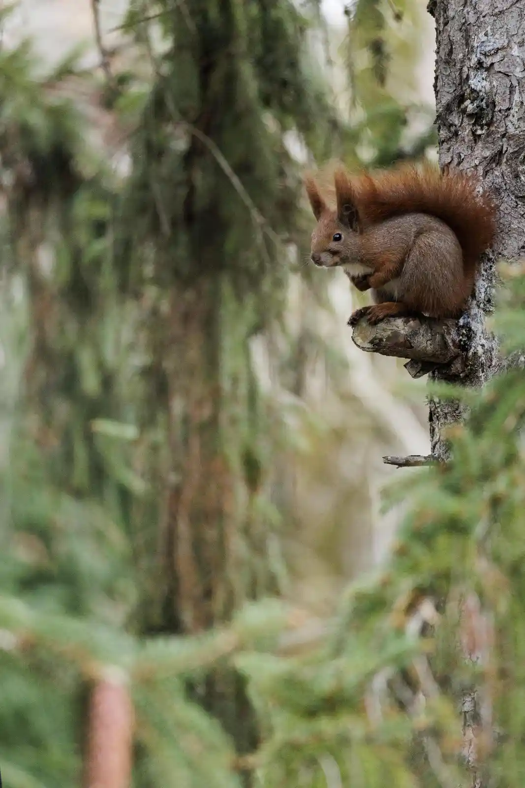 A red squirrel with a bushy tail is perched on a tree branch in a forest, looking alert. The image has text overlaid that…