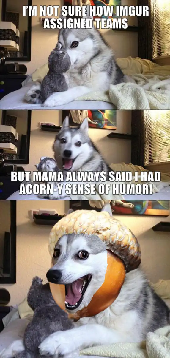 A three-panel meme featuring a husky dog. In the first panel, the husky looks confused while holding a stuffed toy. In the…