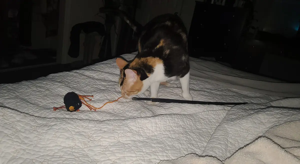 A calico cat on a white quilted bed is sniffing a black spider toy with orange legs, while a long black stick lies between…