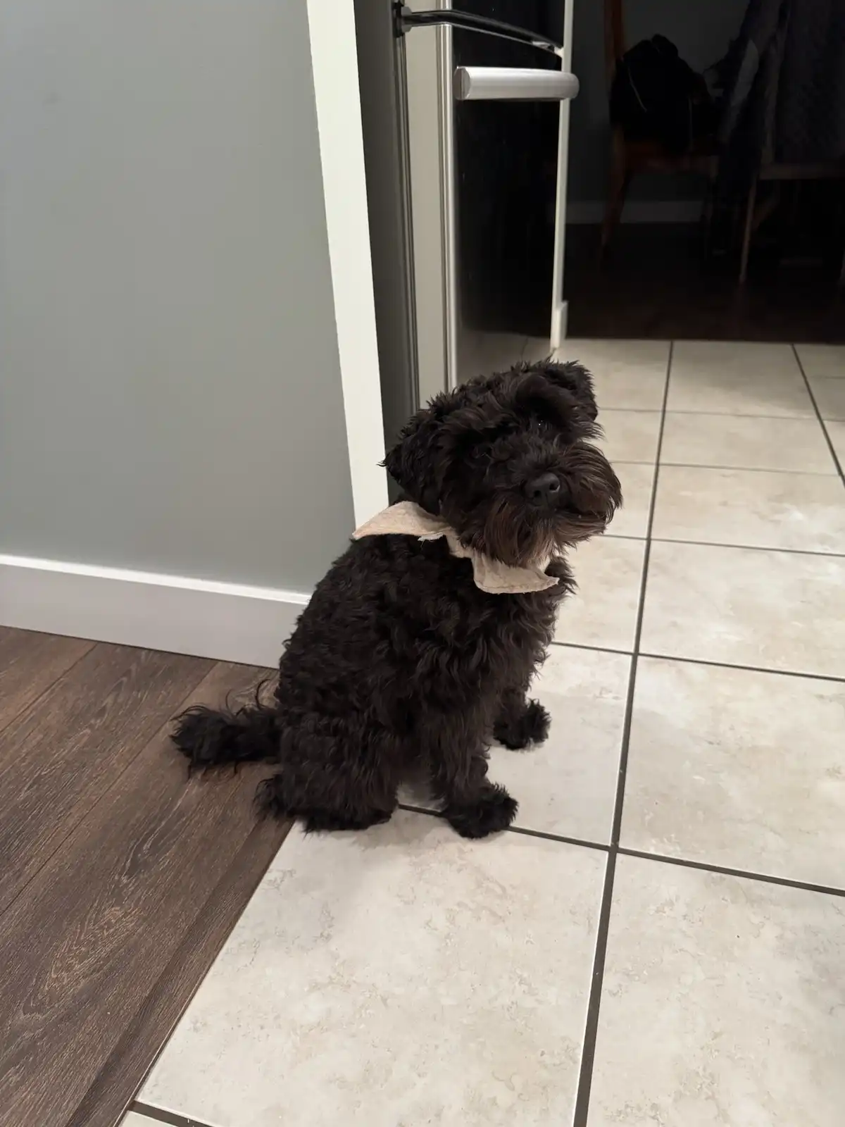 A small black curly-haired dog wearing a beige bandana sits on a tiled floor next to a wooden floor, looking up with a…