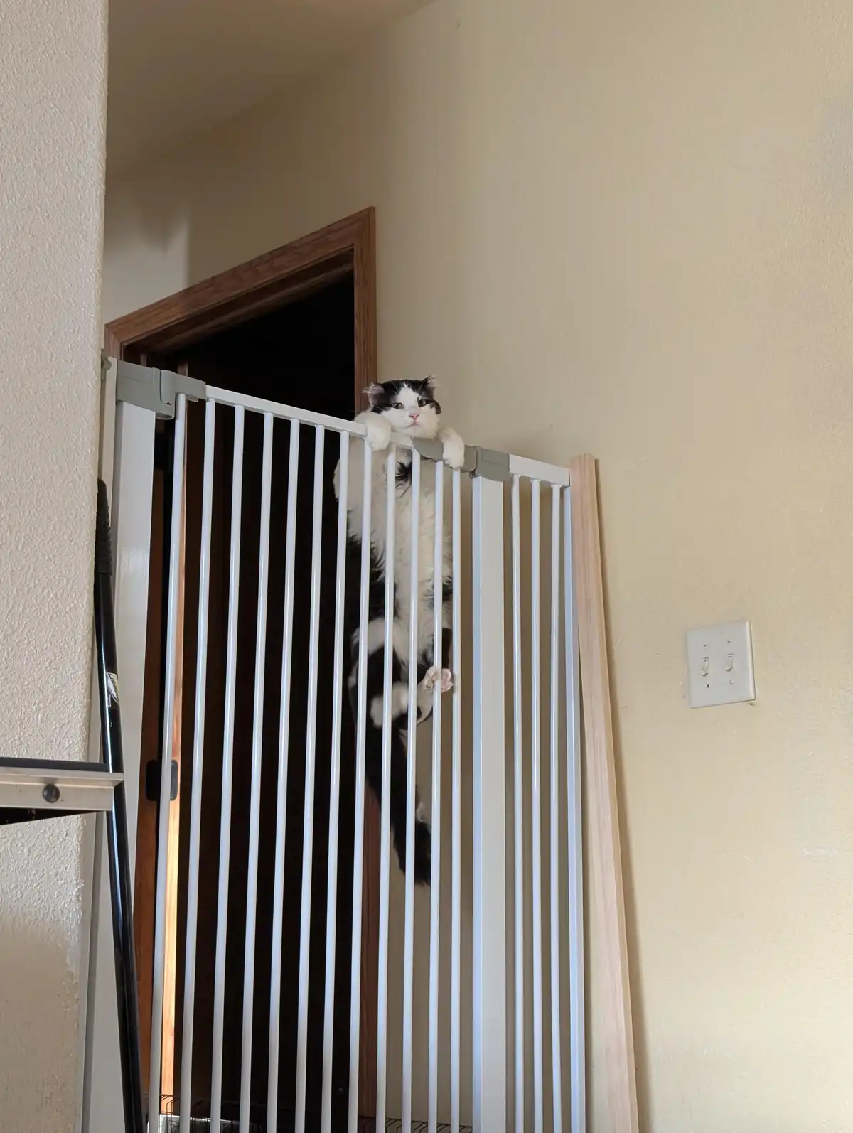 A black and white cat is perched atop a white baby gate, looking directly at the camera with a seemingly unimpressed…