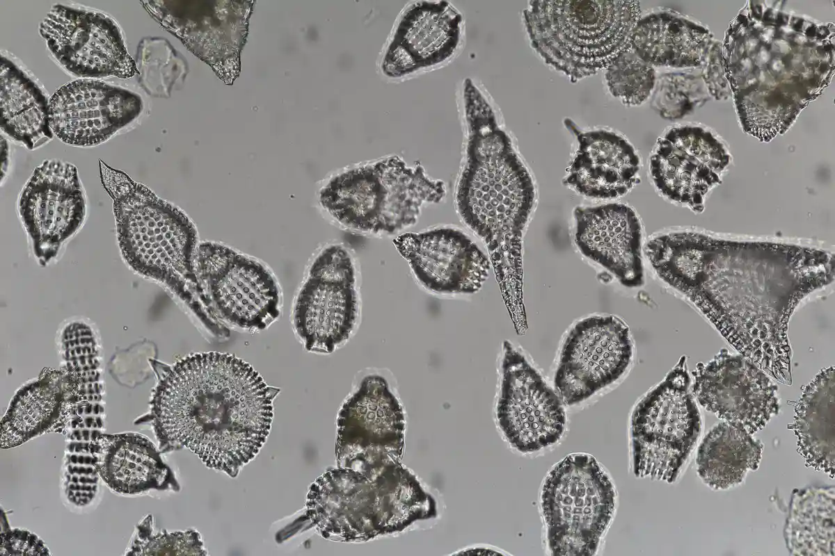 Exploring the fascinating Fossil Radiolarians from Barbados chalk deposits