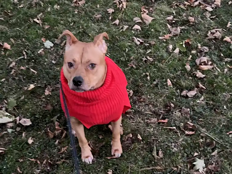 A tan dog with pointed ears stands on grass covered in dry leaves, wearing a bright red knitted sweater that drapes over its…