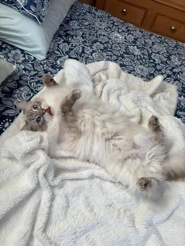 Just Paws: The Cutest Moments