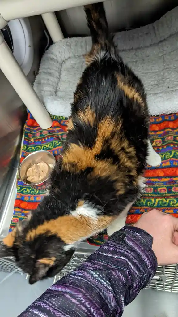 Celebrating my cake day and my cat's adoption day!