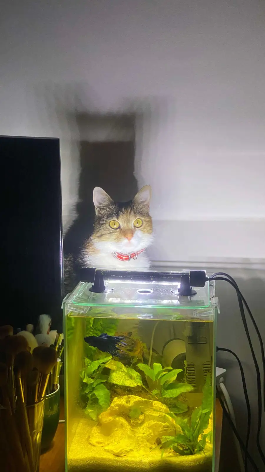 A calico cat with a red collar peers intently over the top of a small aquarium, its shadow cast behind it on the wall…