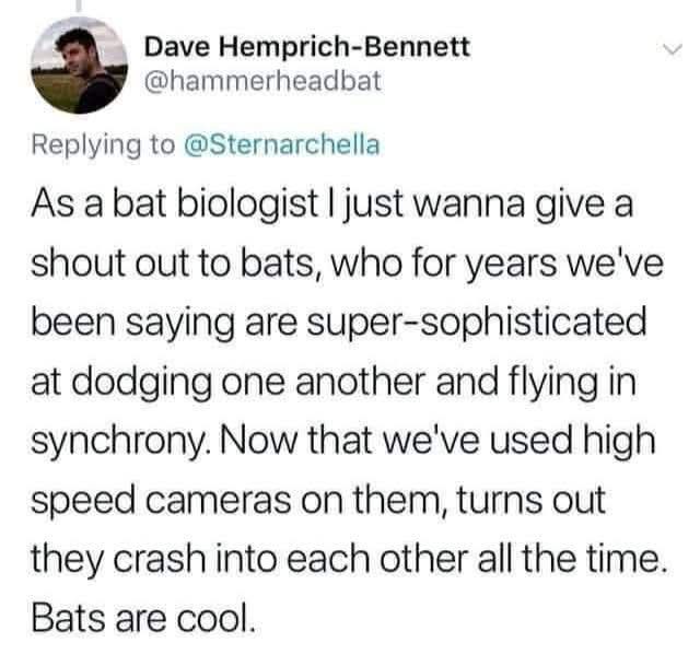 A screenshot of a tweet by Dave Hemprich-Bennett (@hammerheadbat) replying to @Sternarchella. The tweet reads: 'As a bat…