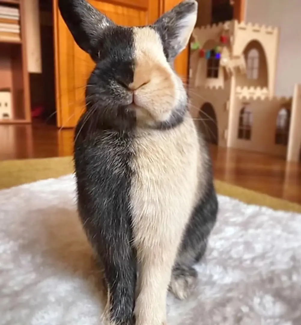 a rabbit with a distinct vertical split down its face and body, half black and half white, sitting on a fluffy white rug…