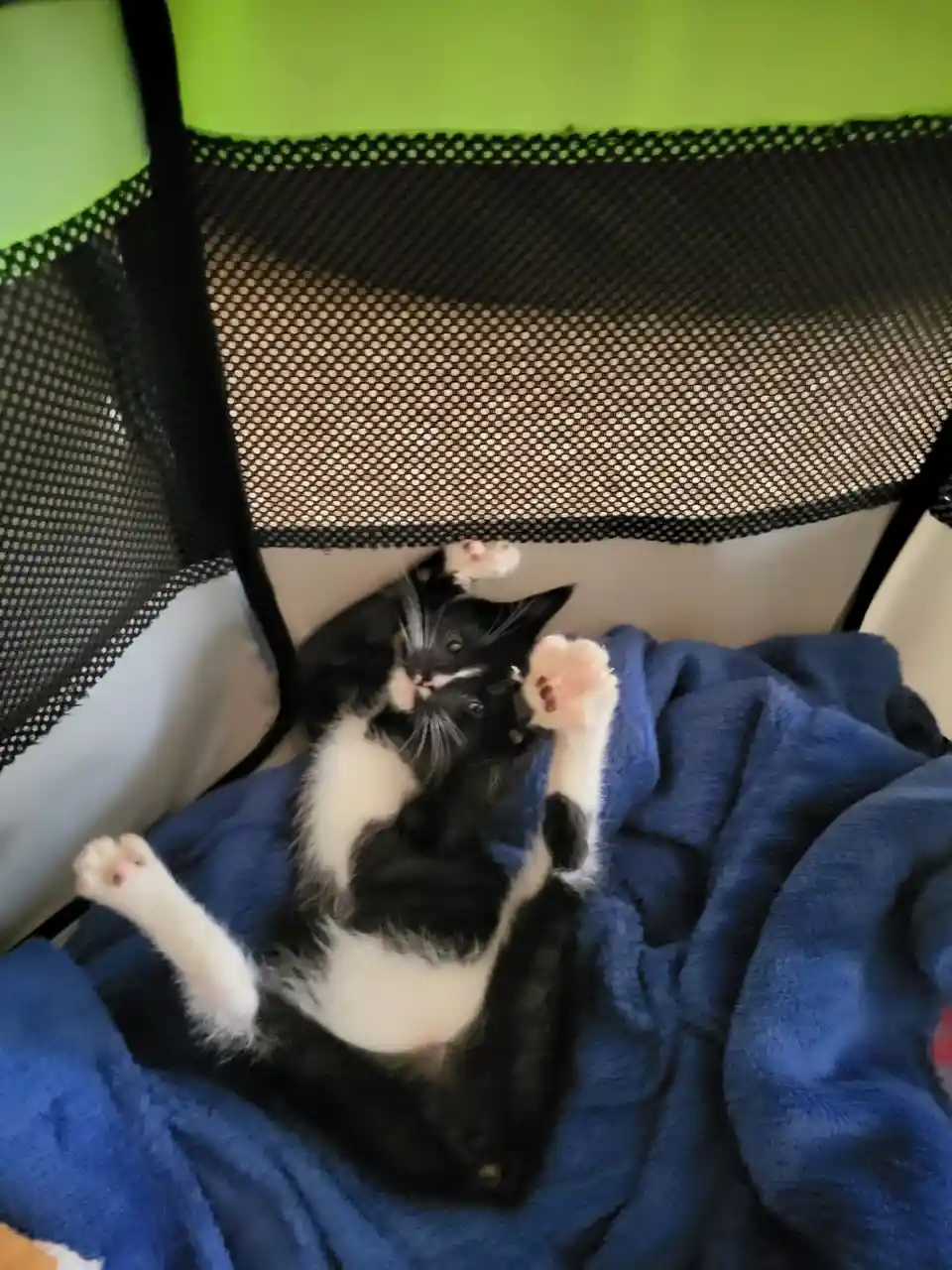 A black and white kitten lies on its back on a blue blanket inside a black mesh playpen with a lime green top, playfully…