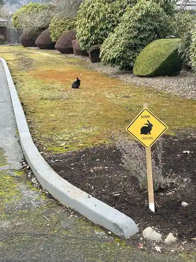A black rabbit sits in a grassy yard near a concrete curb, beside a yellow diamond-shaped sign that reads 'BUNNY CROSSING'…