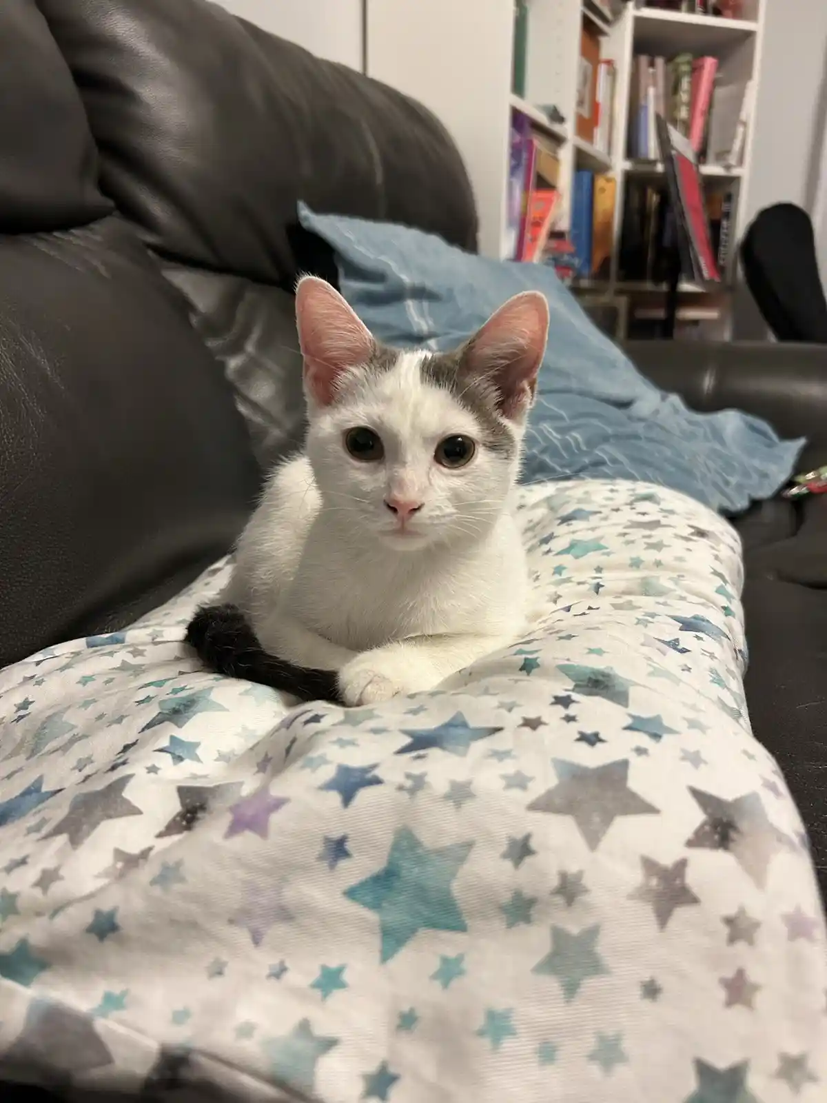 A white and gray cat with a black tail sits on a star-patterned blanket on a black leather couch, looking directly at the…