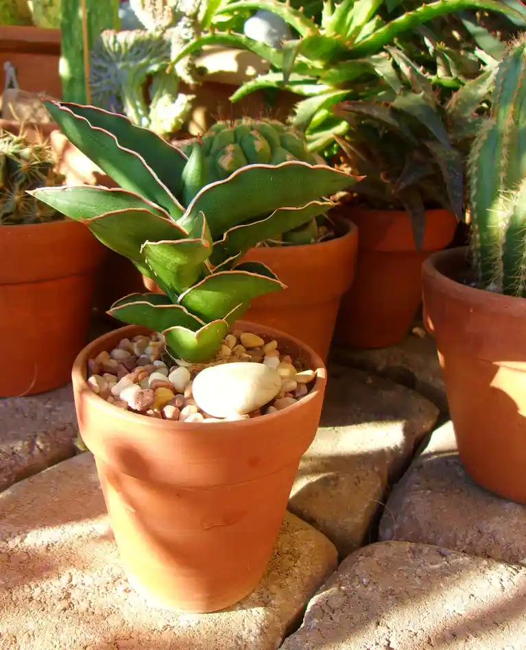 A close-up photo shows a potted succulent plant with green, wavy-edged leaves edged in white, sitting in a terracotta pot…