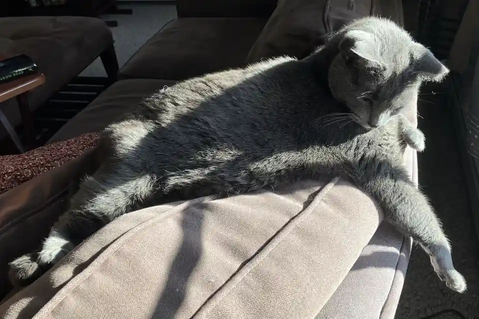 A gray cat is lounging on a beige couch cushion, basking in sunlight that creates strong shadows across its body. The cat…