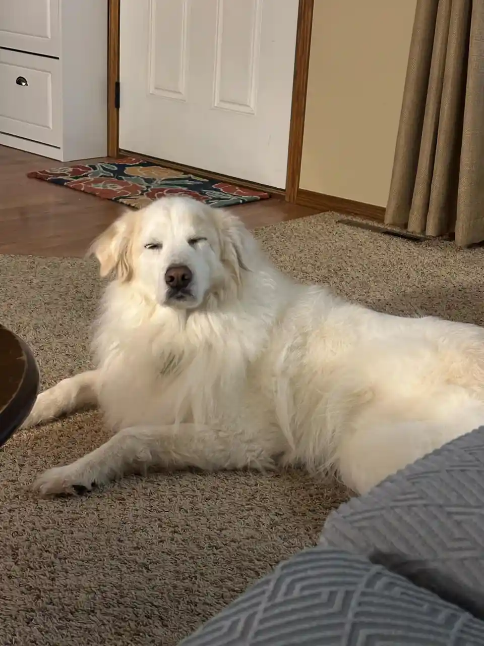 A large, fluffy white dog with its eyes squeezed shut is lying comfortably on a beige carpet in a home setting, with a…
