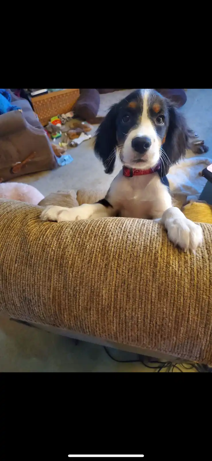 Blaze's Couch Conquest: A Pup's Ultimate Comfort Zone