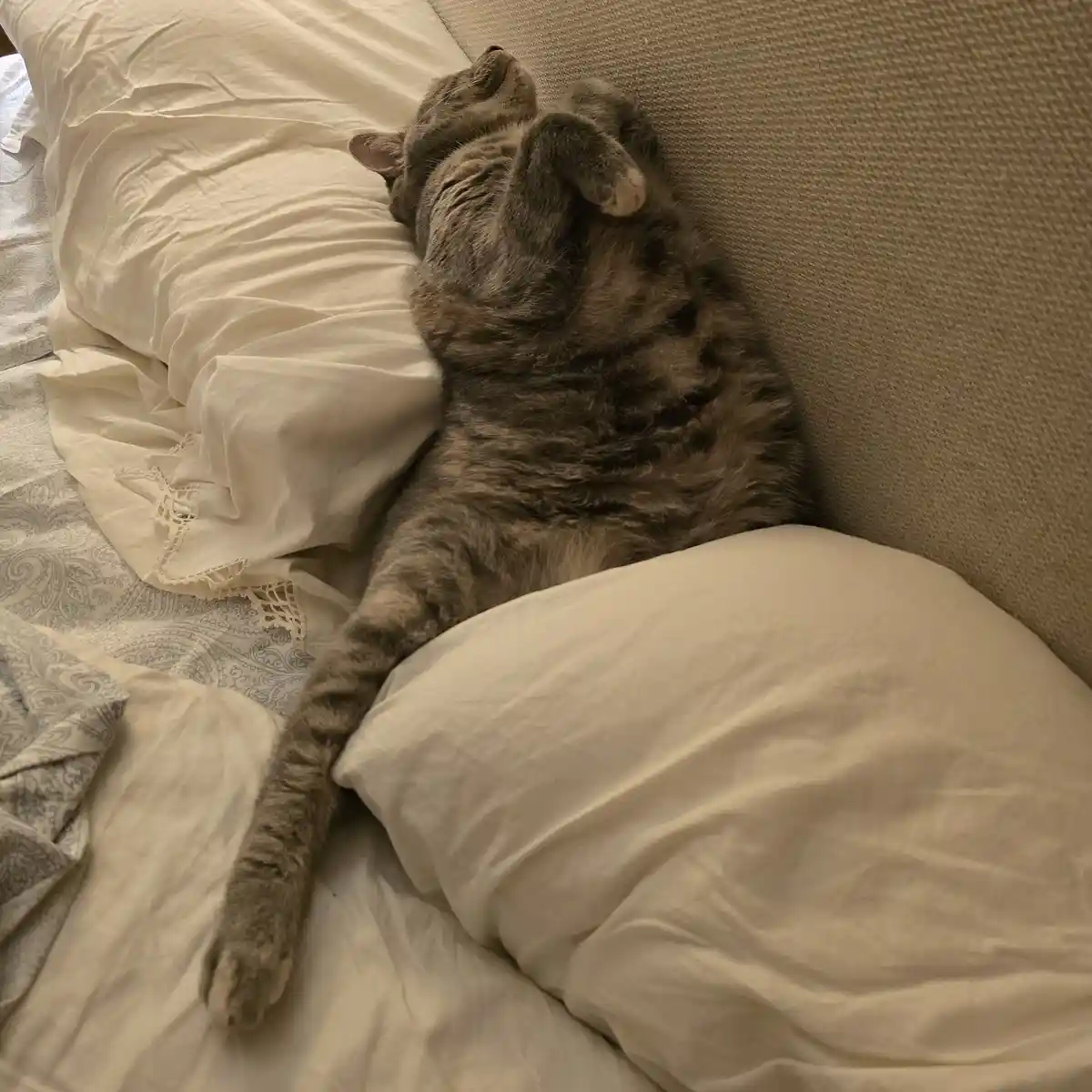 A gray tabby cat is lying on its back on a bed, head tilted up, paws curled toward its face, appearing deeply asleep or…