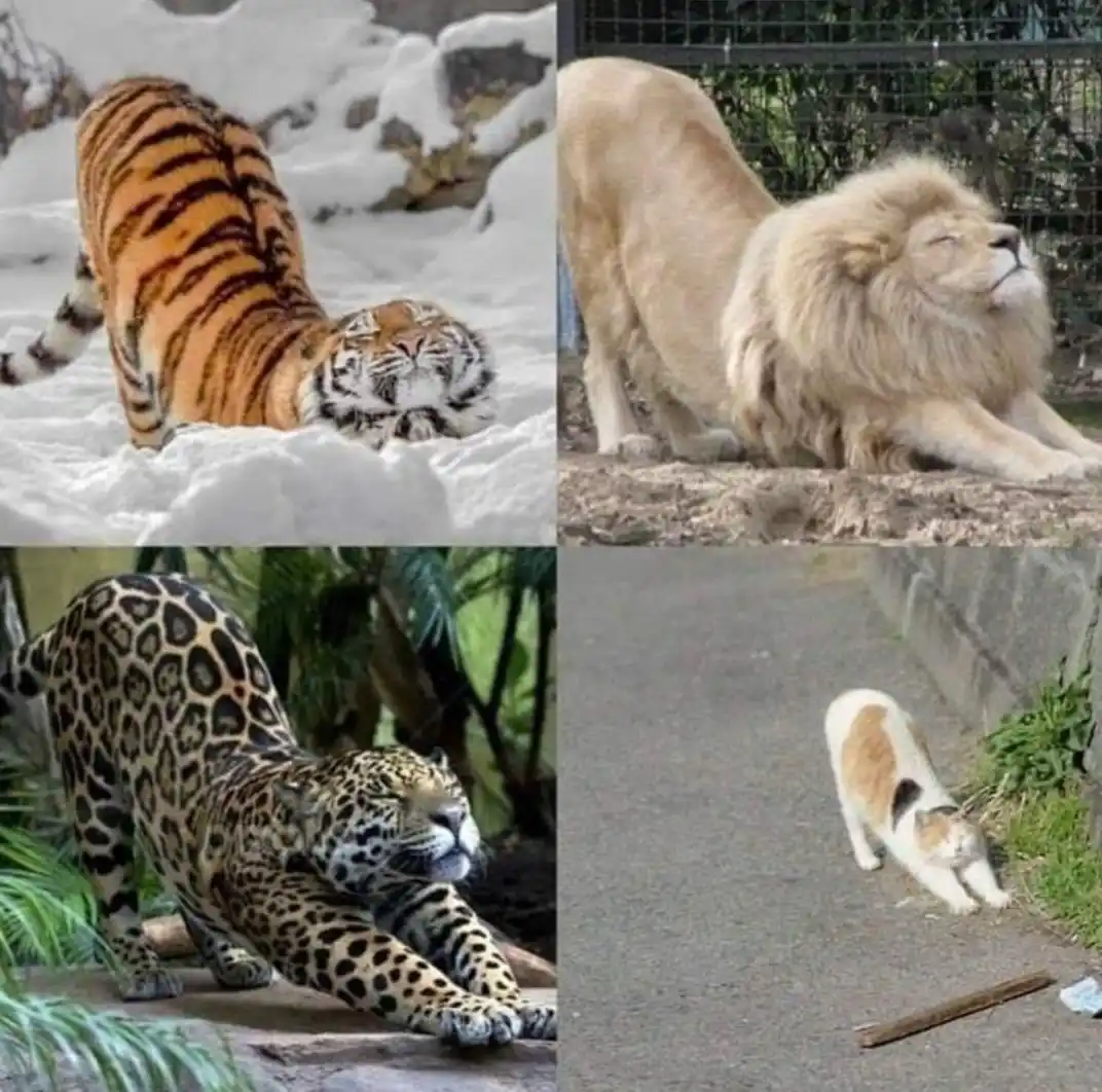 A cat is simply a cat, nothing more!