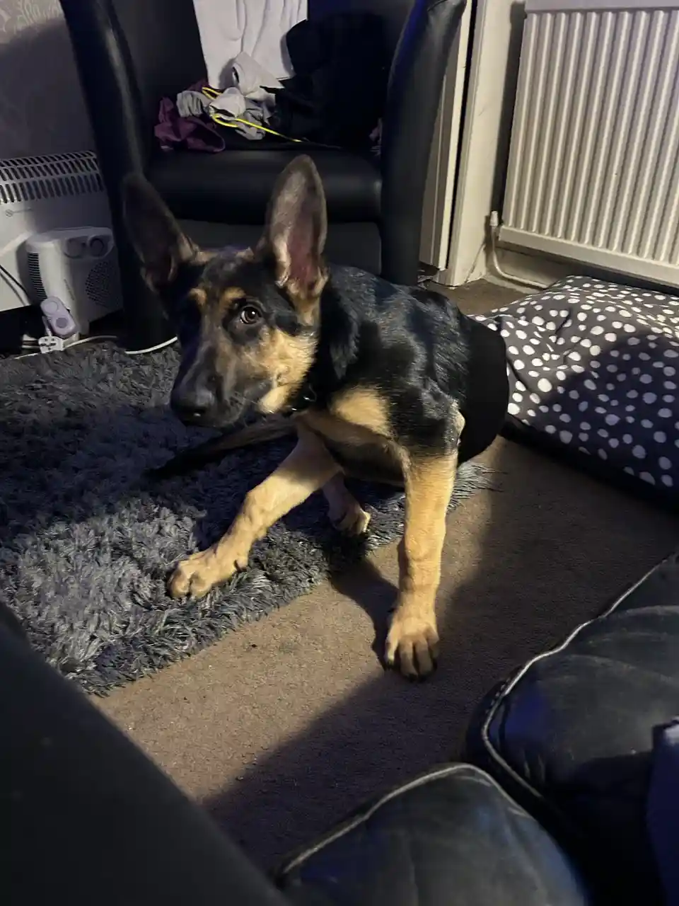 A German Shepherd puppy with black and tan fur is lying on a grey shaggy rug indoors, looking up with a slightly guilty or…