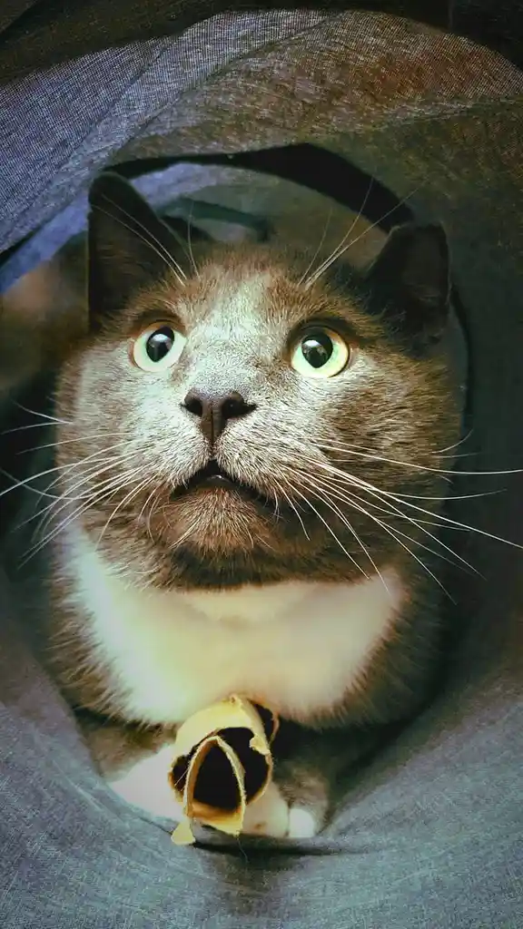 A close-up of a brown and white cat with wide, startled eyes looking out from inside a dark fabric tunnel, holding a…