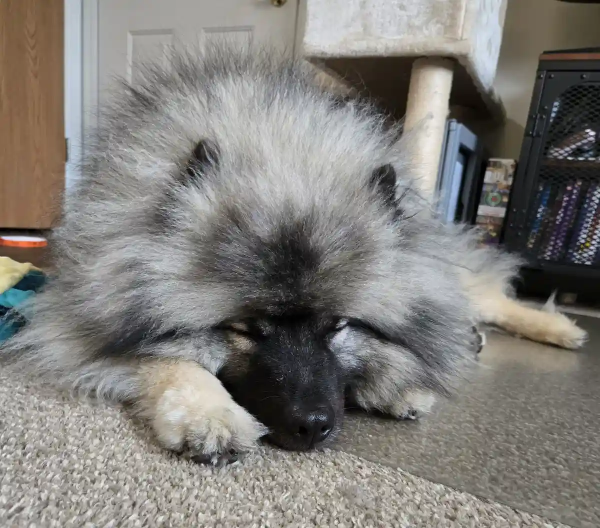 A fluffy, gray-and-black dog with a very bushy coat is lying on a carpeted floor, its face buried between its paws…